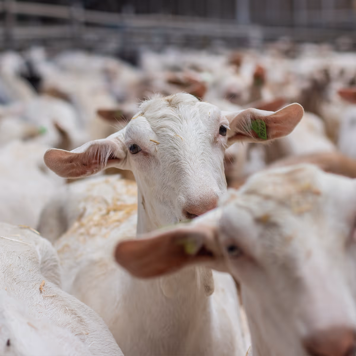 Image of milking goat in a barn amongst other milking goats