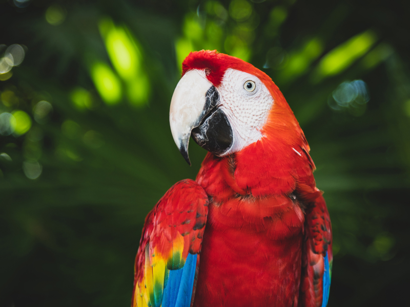 License - Streaming X Webflow Template