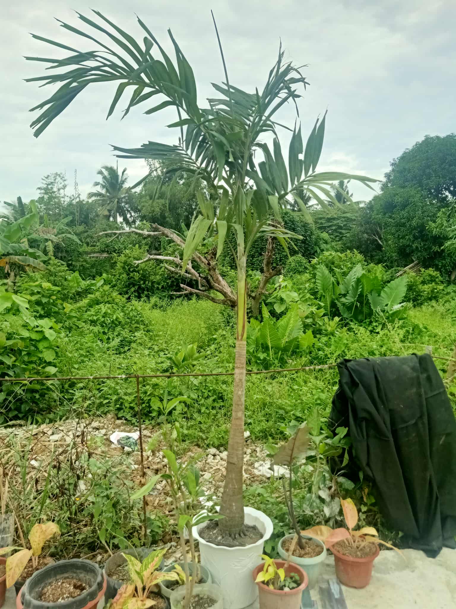 image of community conservation efforts