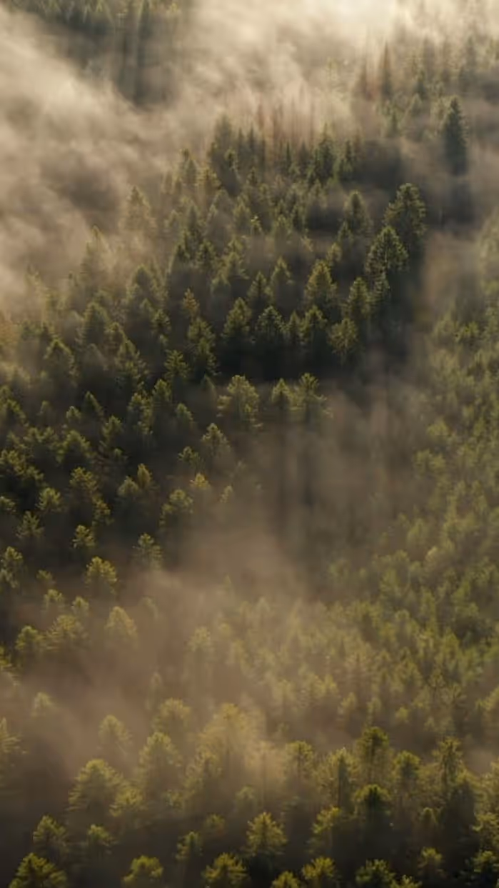 Fond d'écran du site