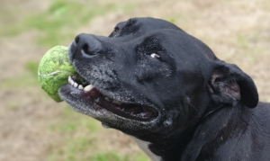 Black Labrador lying on a blanket during a solo visit
