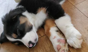 Young puppy resting with paw over face