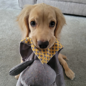 Golden retriever puppy wearing a checked bandana