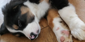 Young puppy resting with paw over face