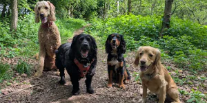 Four dogs walking together in a green woodland