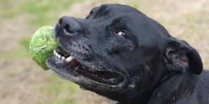Black Labrador lying on a blanket during a solo visit