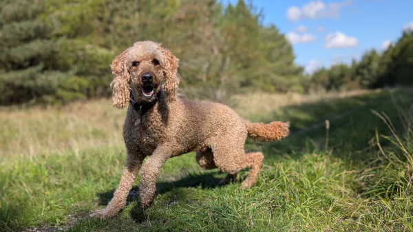 Omar, a curly-haired Poodle cross, standing on grass with stick in mouth