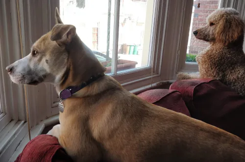 Two dogs sitting together on a sofa, looking out of window