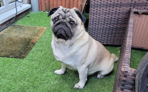 White and grey Pug sitting on artificial grass