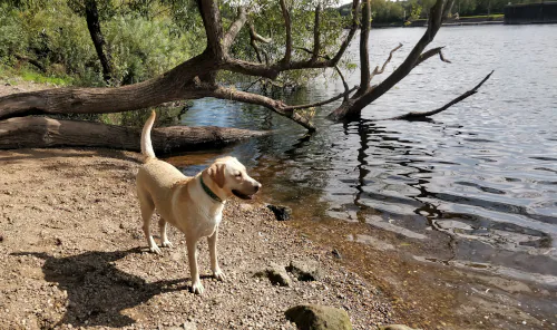 Labrador running into lake at Colwick country park