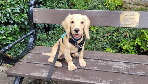 Cocker spaniel puppy sitting on bench wearing harness
