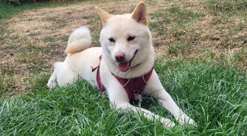 Cream Shiba Inu sitting on grass with happy expression