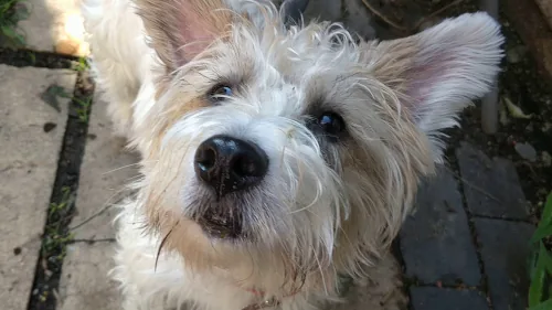 Elderly west island terrier sitting on patio