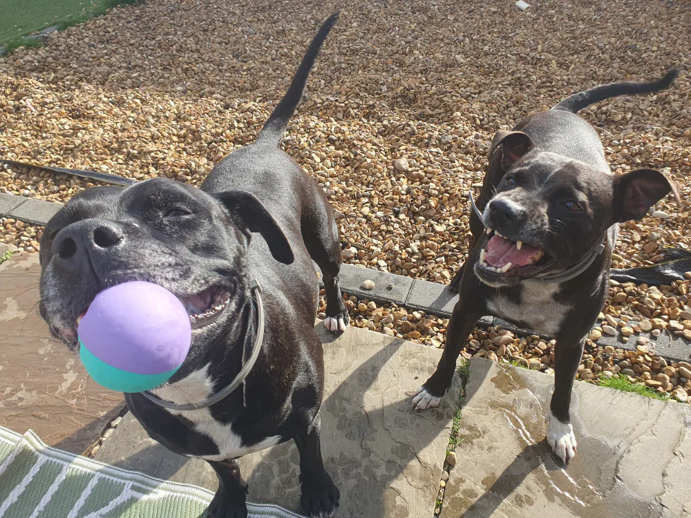 Two dogs playing outside, one holding a purple ball