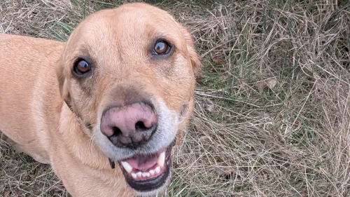 Tan dog smiling close up with tongue out