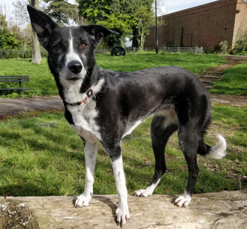 Black and white dog standing on grass looking alert