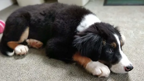 Black and white puppy lying on floor with toy