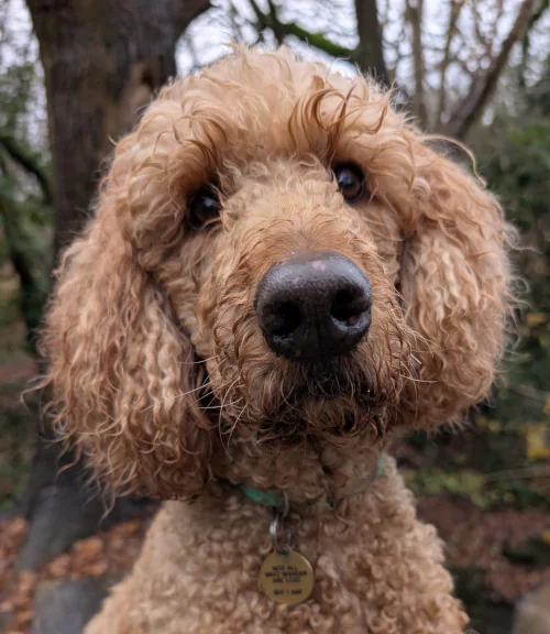 Omar, Trent Dog Walking’s Poodle cross mascot, close-up portrait outdoors