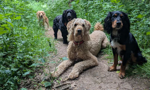 Four dogs walking together on a woodland path, looking toward the camera.