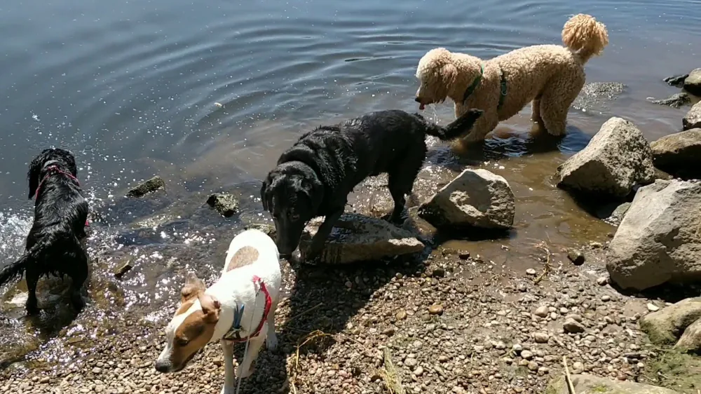 Four dogs paddling in a lakeside on a sunny day.