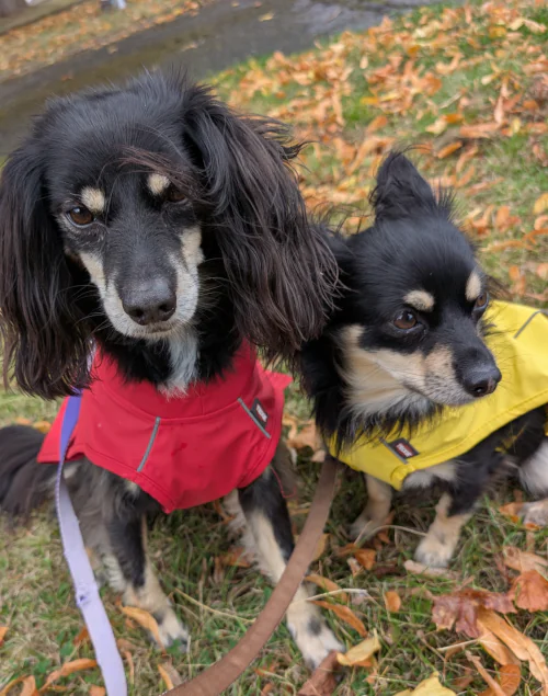 Two small dogs in colourful coats sitting outside, one black and white, one tan.