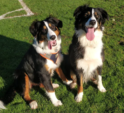 Two Bernese Mountain Dogs sitting on grass, looking at the camera.