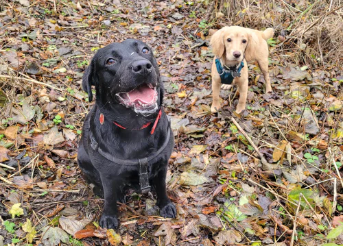 Black Labrador and blonde Cocker Spaniel standing on grass, both with muddy paws.