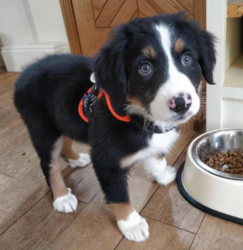 Black and white Bernese Mountain Dog puppy sitting next to a water bowl indoors.