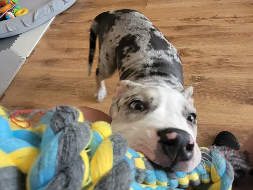 An 8 week old bulldog puppy enjoying tug of war with a rope toy.