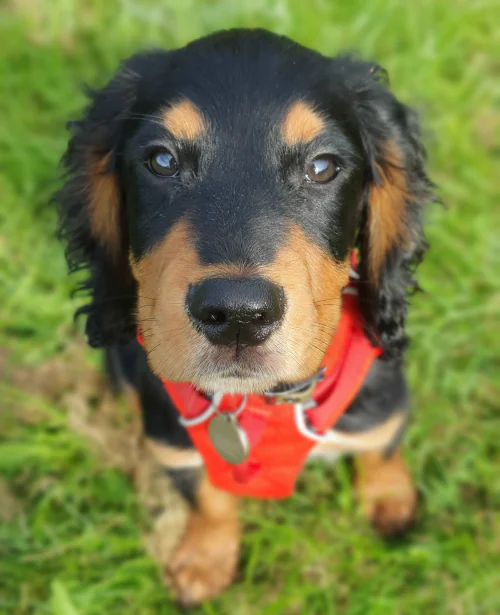 Black and tan puppy wearing a red harness, sitting on grass and looking at the camera.