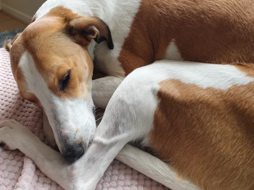 Brown and white Greyhound resting on a sofa with a blanket.