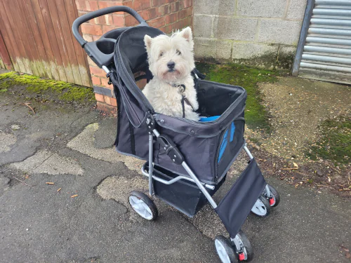 West Highland Terrier sitting in a stroller outside on a pavement.