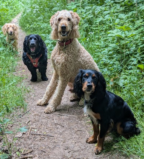 three cocker spaniels and one goldendodle sitting on a woodland path smiling a the camera