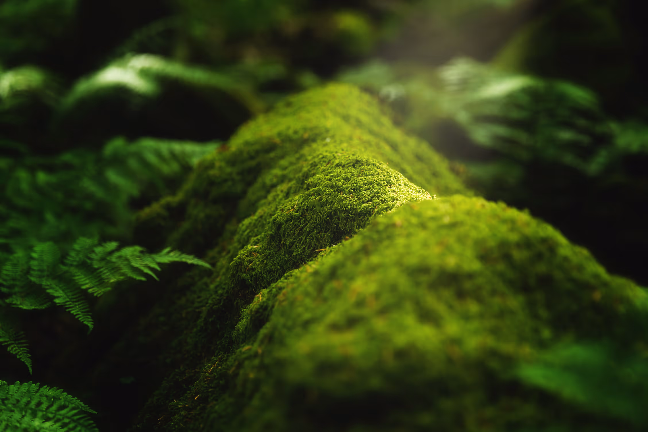 Hållbarhet på Evolan