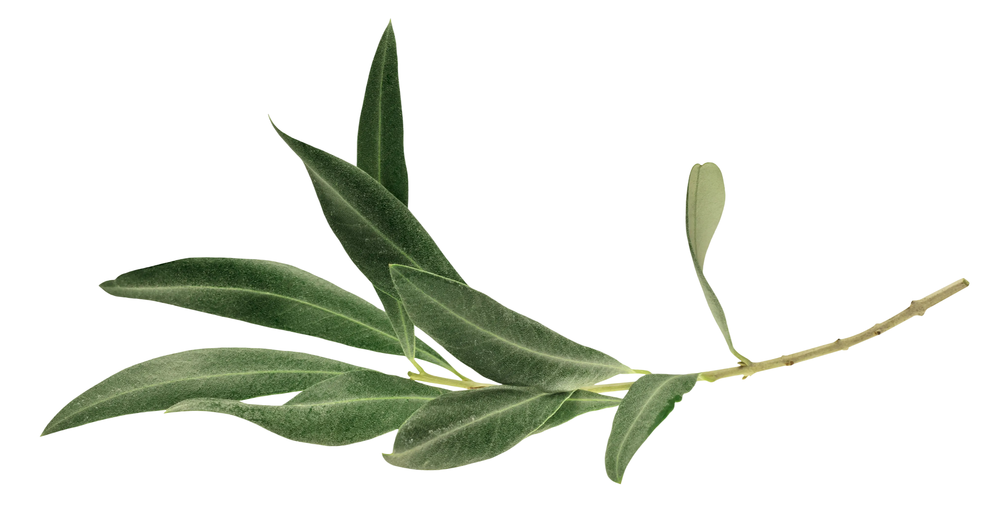 Branch with elongated green leaves and a slender stem isolated on a transparent background.