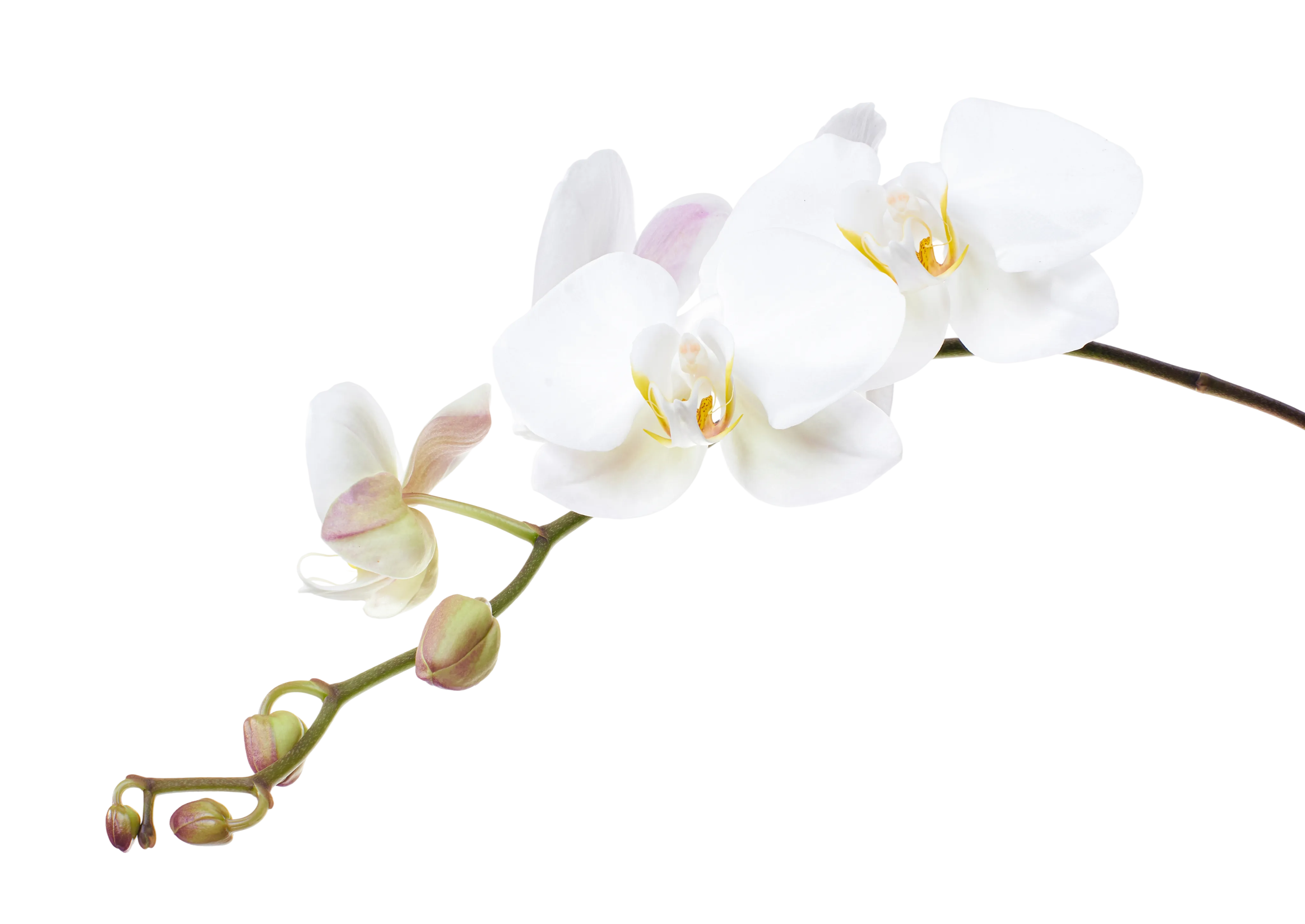 A branch of white orchid flowers with yellow and pink accents on a dark stem.