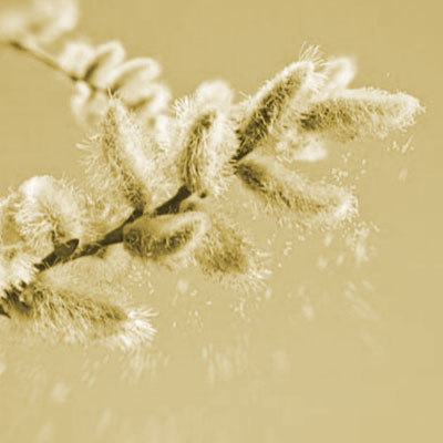 Tree Pollen Season Can Be The Worst!