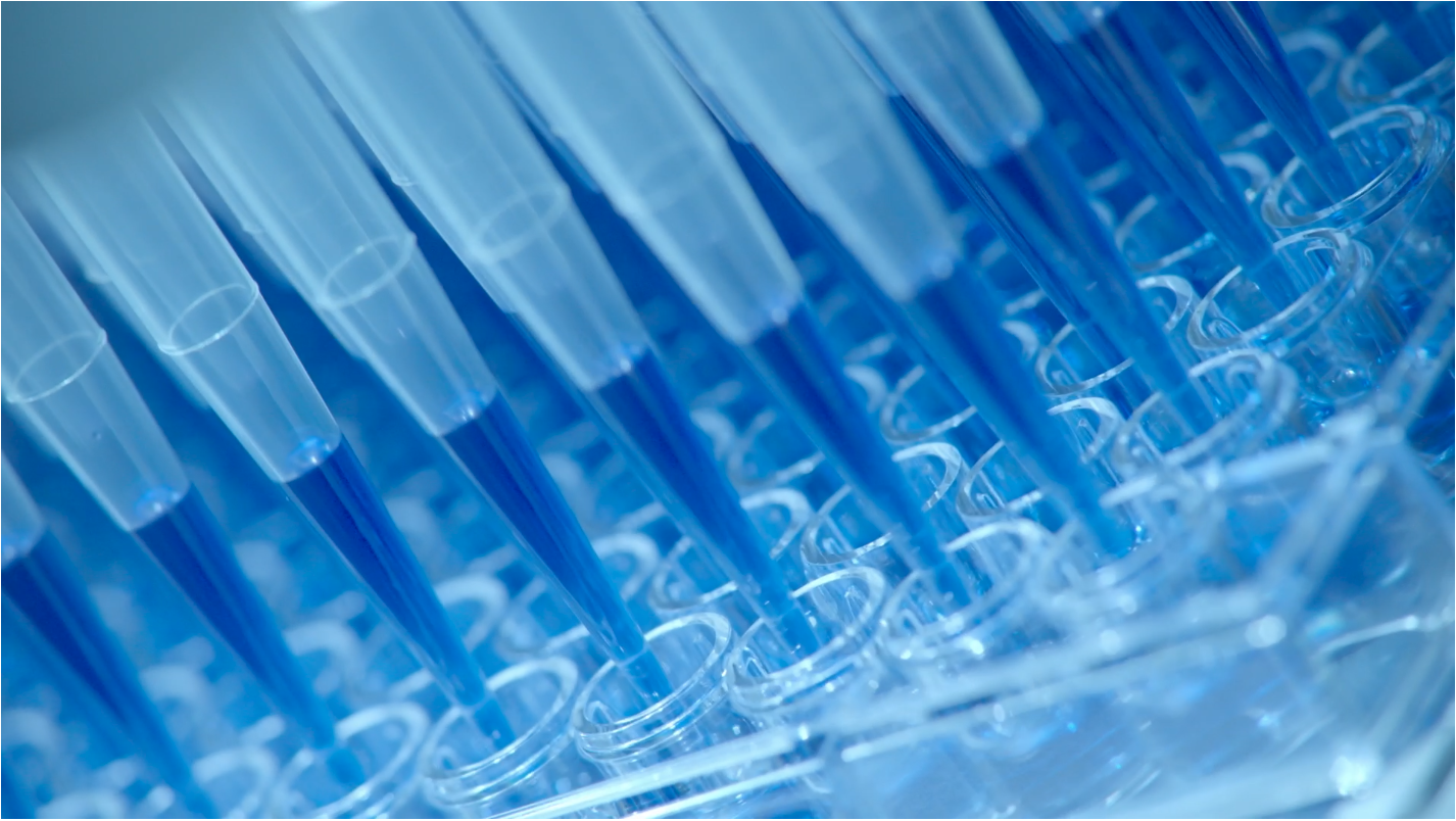 Close-up of multiple blue pipette tips dispensing liquid into a clear plastic rack in a laboratory setting.