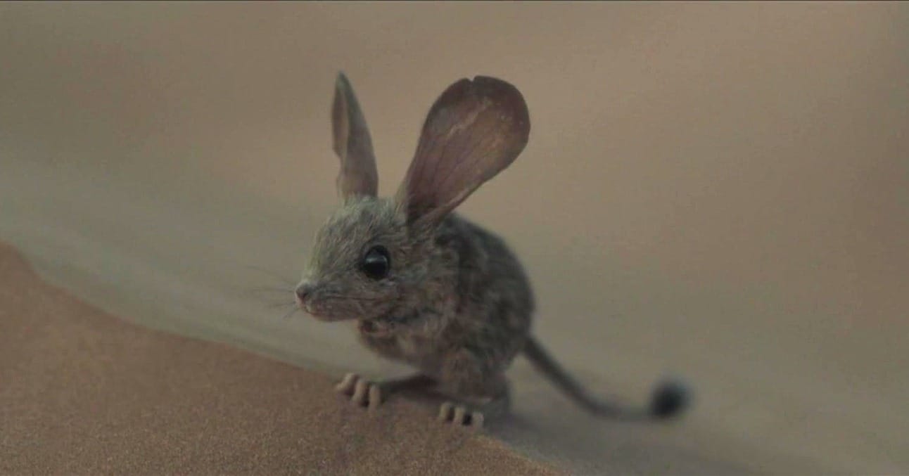 The jumping mouse, Muad'Dib, from the 2021 Dune