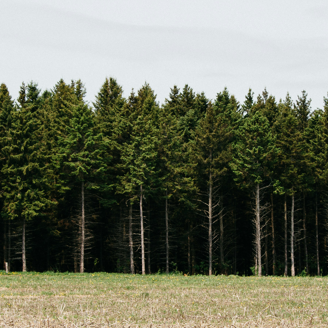 Image of trees or forest