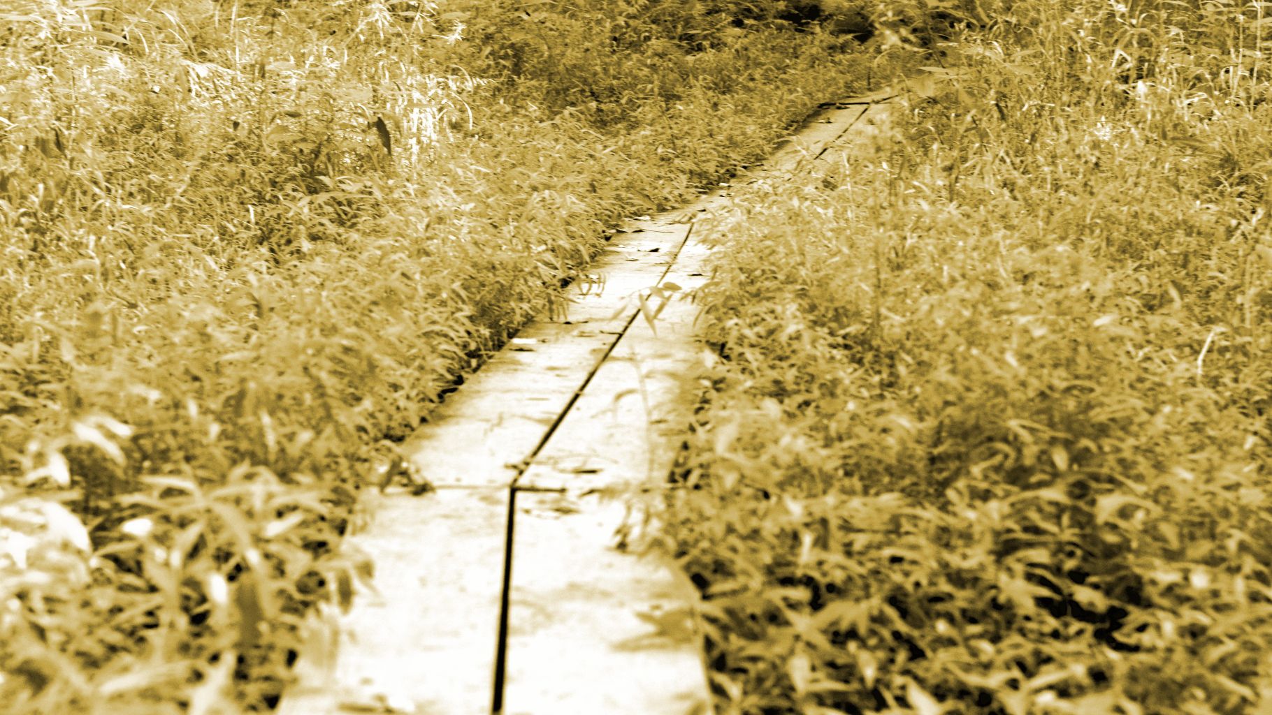 image of a teacher interacting with students using digital tools