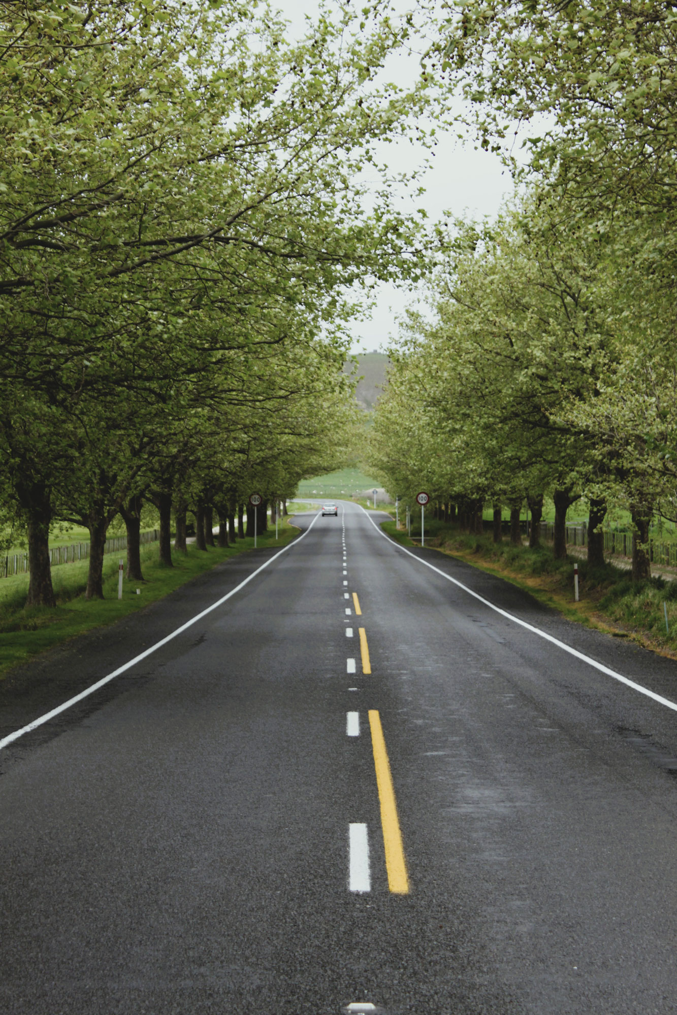 A tree lined rural road in Havelock North.