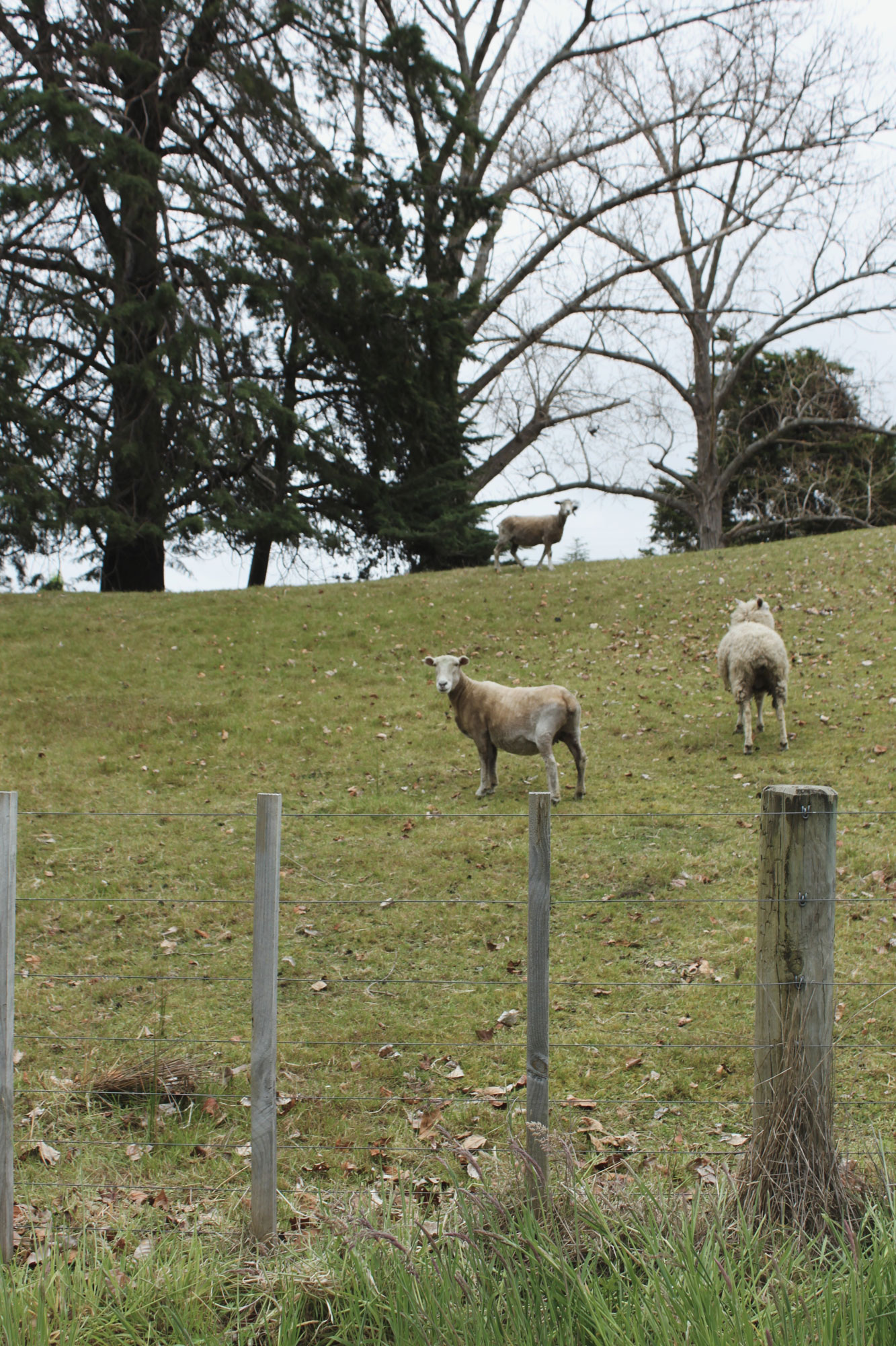 Sheep grazing in a semi-rural Havelock North setting.