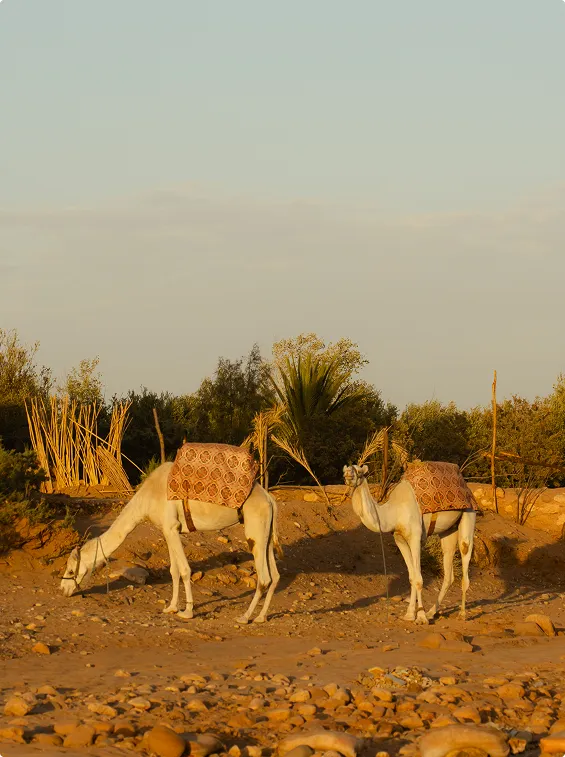 A couple of animals that are standing in the dirt.