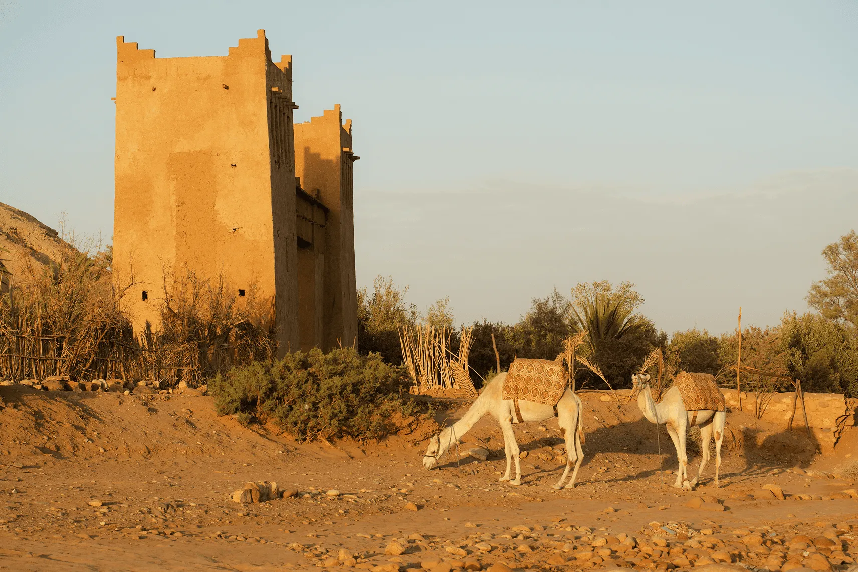Two white camels with patterned saddles standing near a tall mud-brick building in a desert.