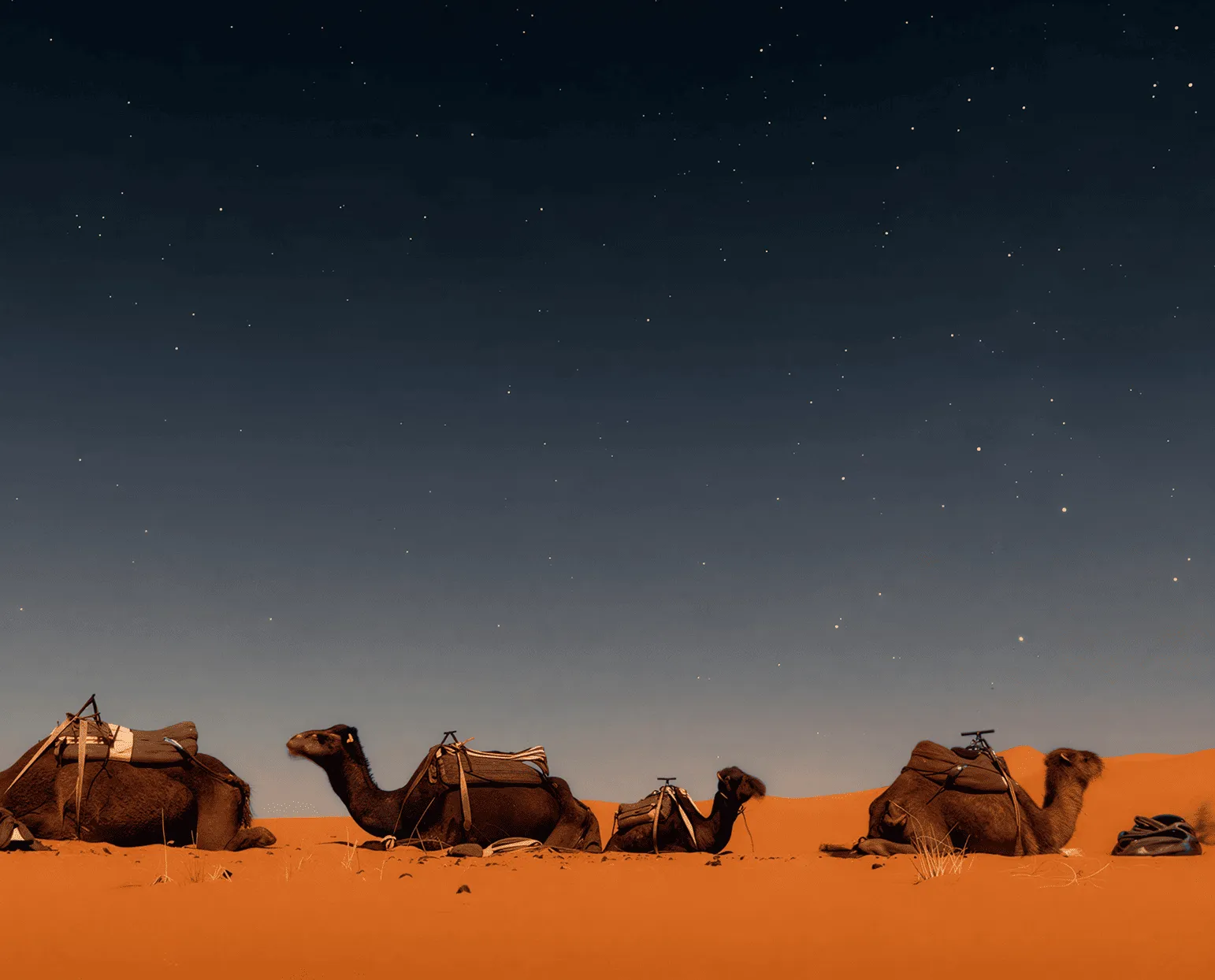 Four camels resting on orange desert sand under a starry night sky.