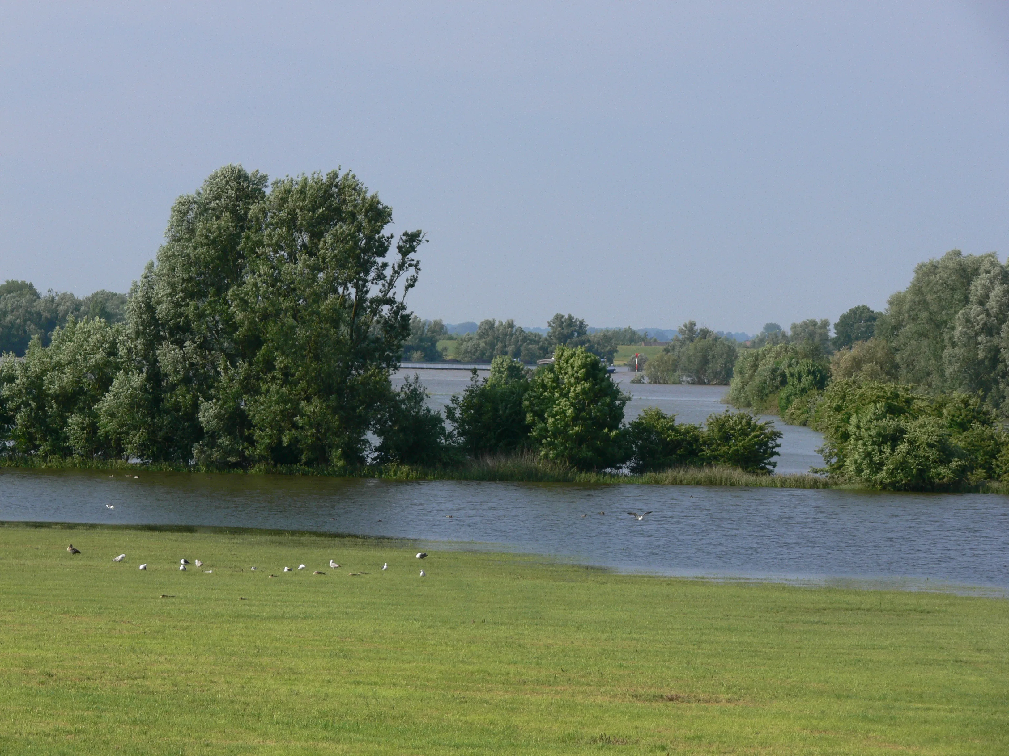 Flusslauf mit Ufervegetation – naturnahe Gewässerentwicklung und hydrologische Gutachten