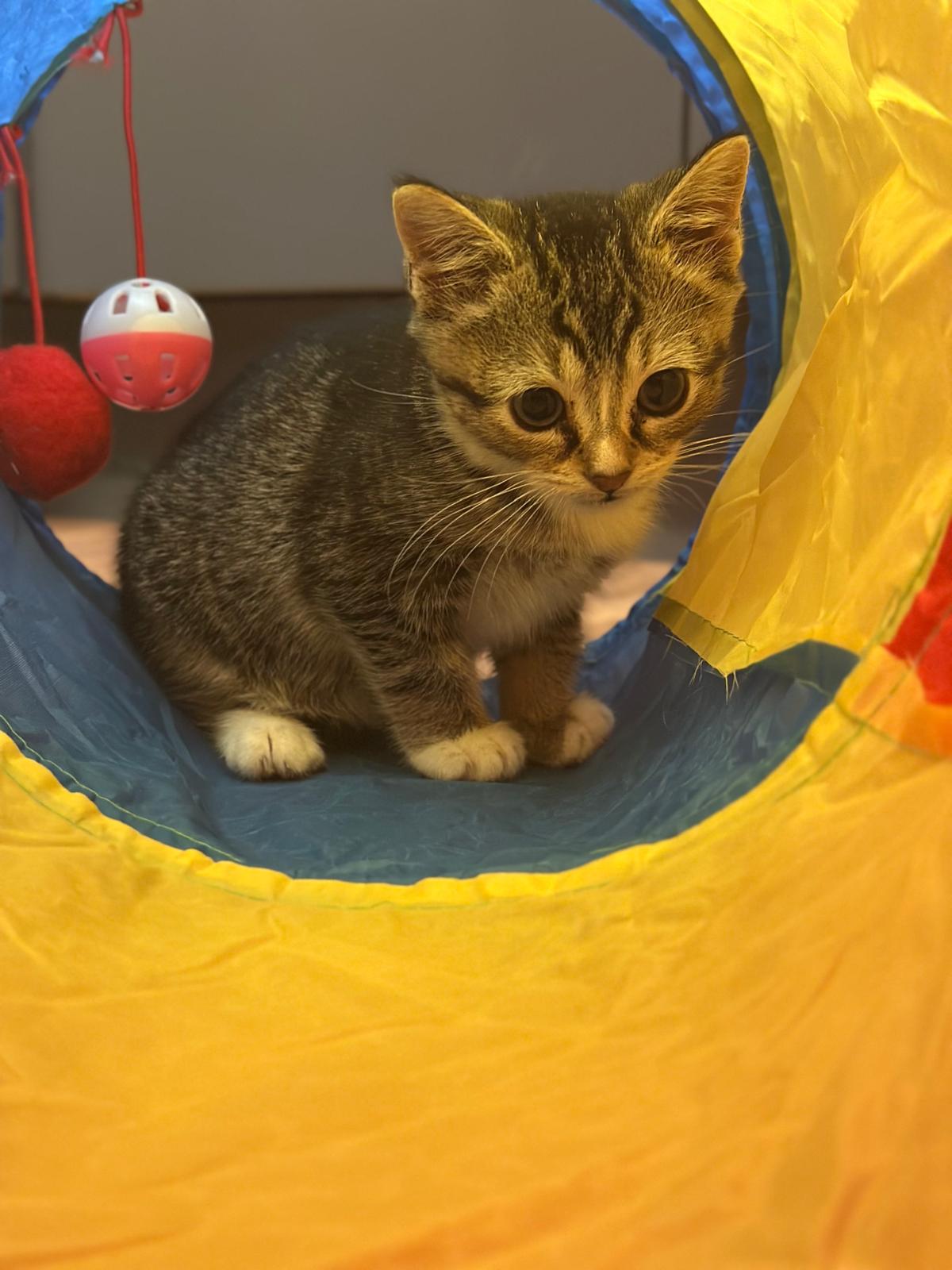 Tabby kitten in a toy tunnel