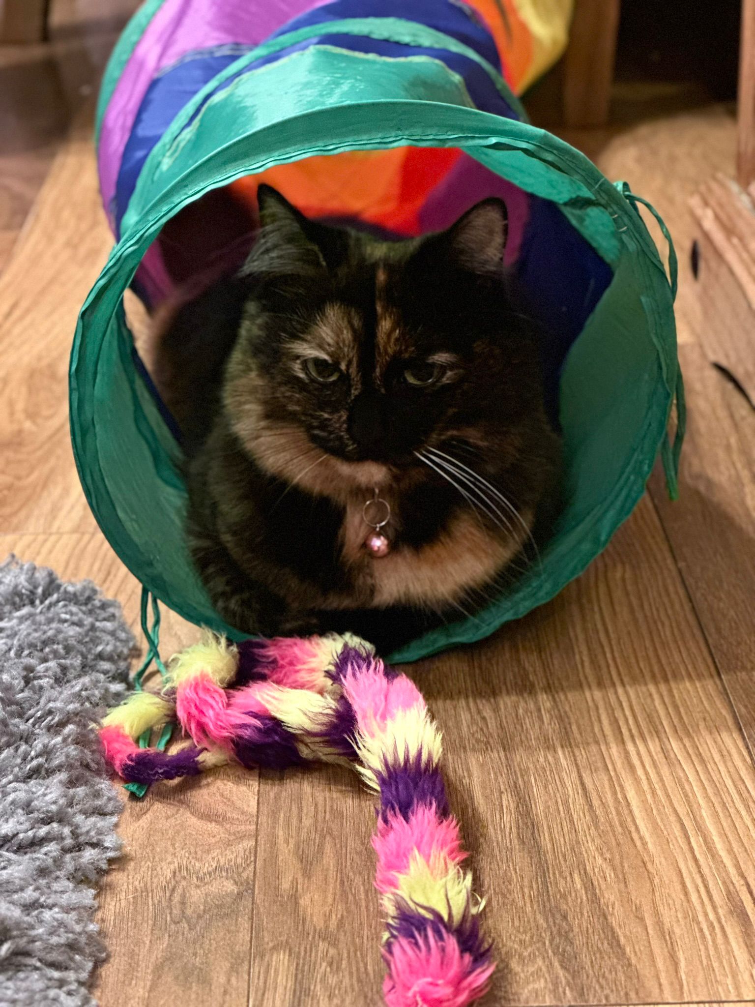 Tortoise shell coloured cat in a toy tunnel