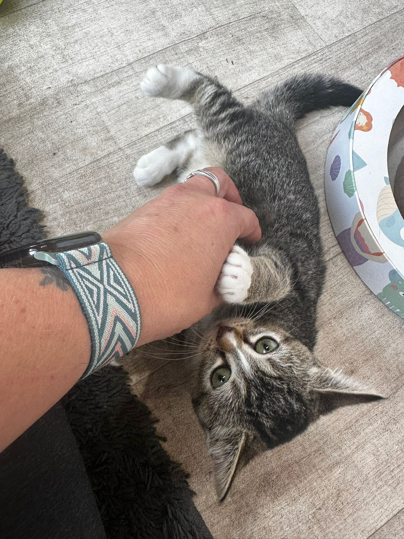 Tabby kitten playing